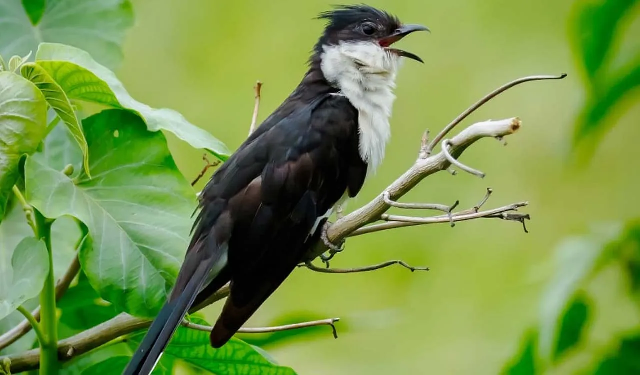 Black and white crested bird perched on a thin branch among green leaves