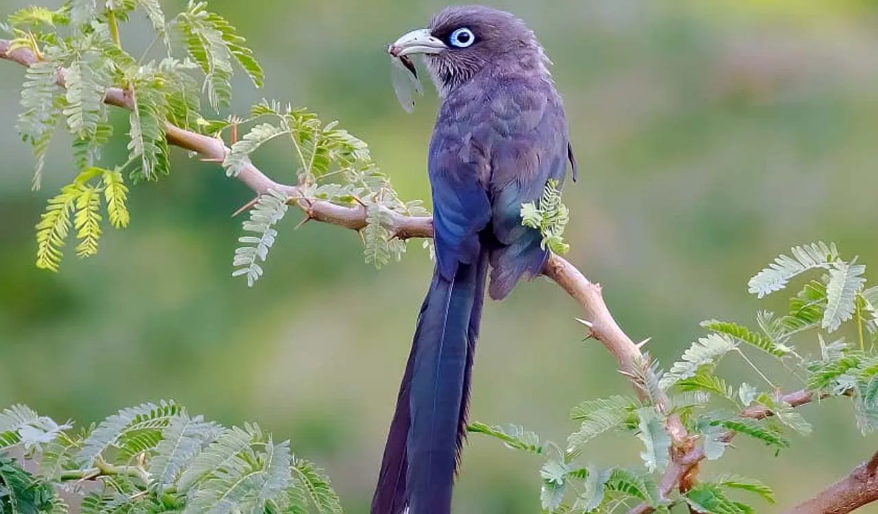Long-tailed blue and purple bird perched on a thorny branch with feathery foliage