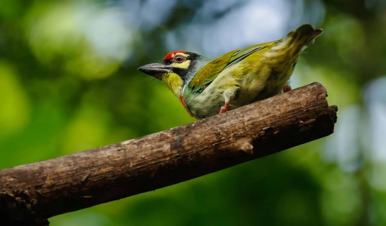 Small green and yellow bird with red markings perched on a bare branch