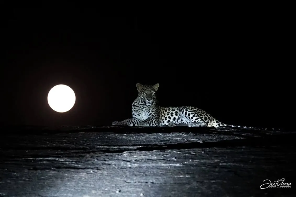 Leapord Full moon Photo