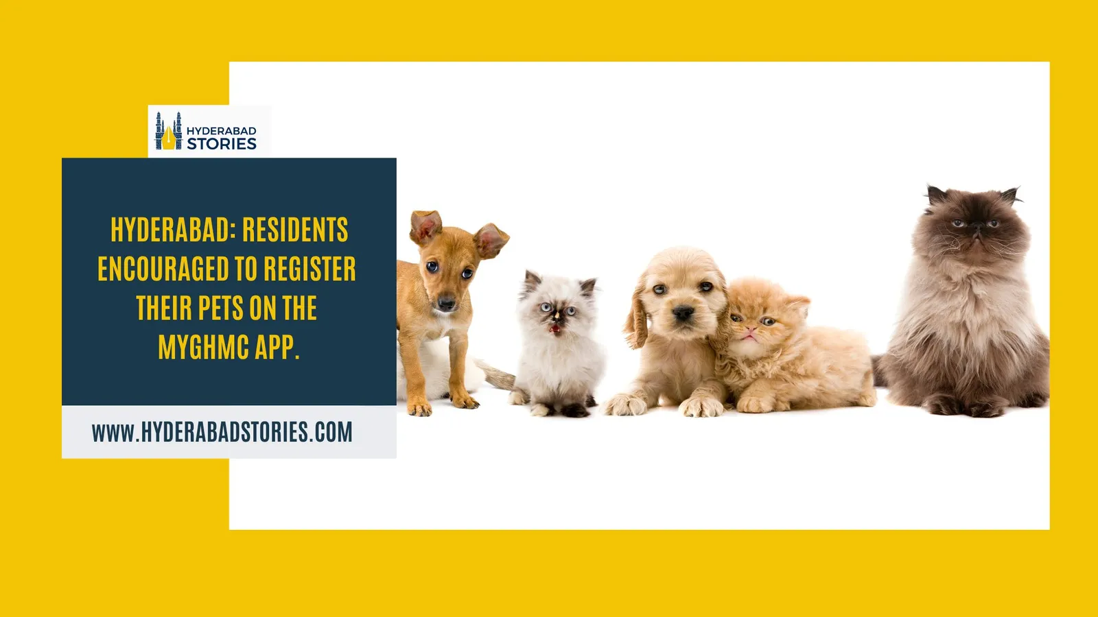 News graphic showing a row of puppies and kittens on a white background