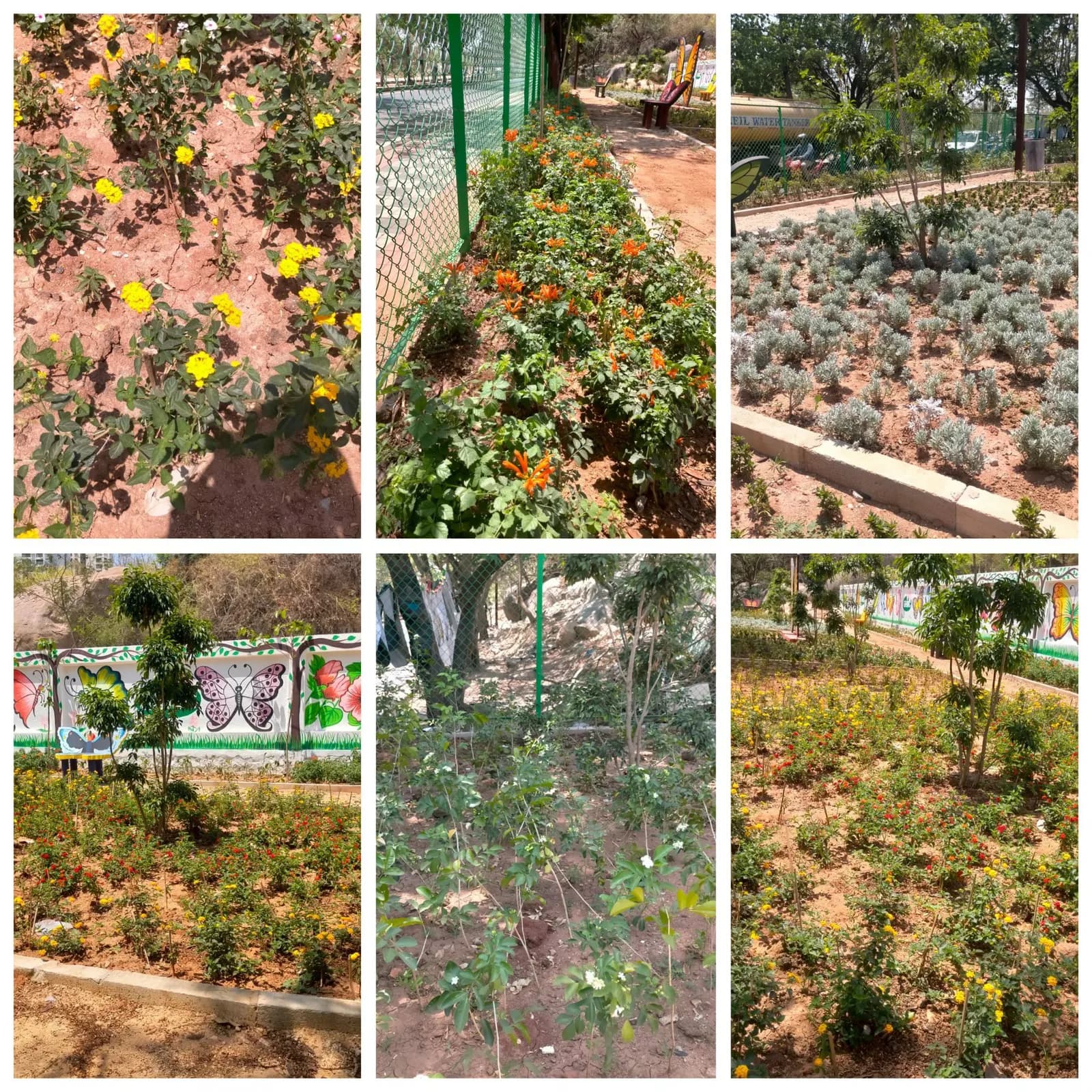 Six photographs of planted flower beds and shrubs along a fenced path