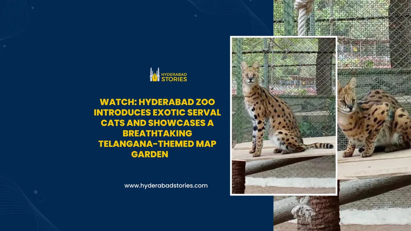 News graphic of two spotted wild cats in a zoo enclosure