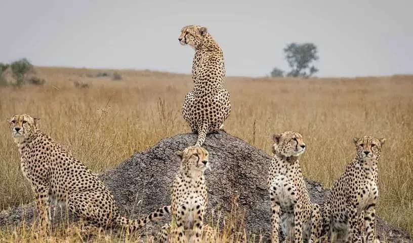 leopard-full moon image