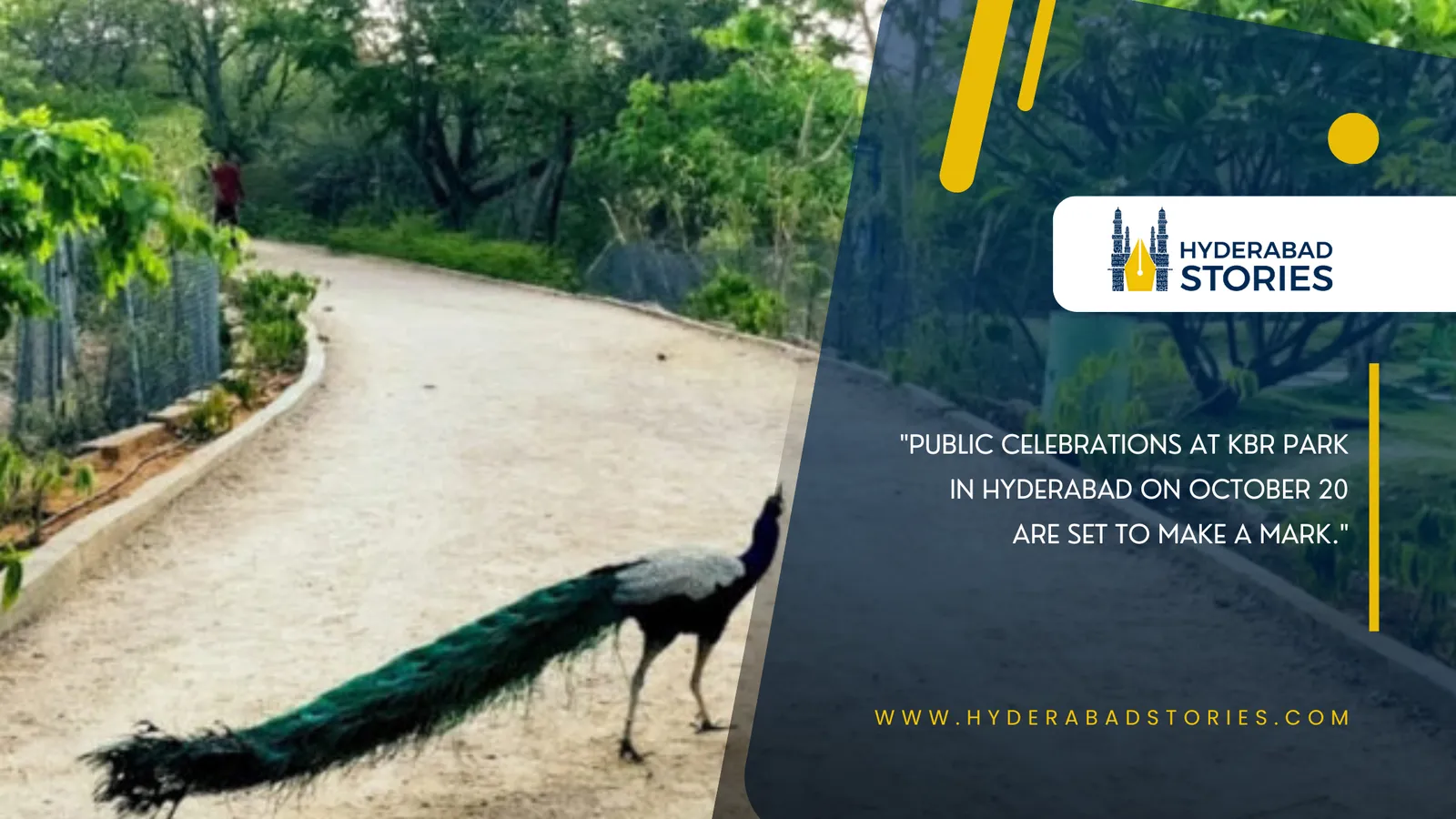 News graphic of a peacock walking on a park path