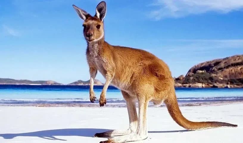 Kangaroo standing on a beach beside blue water