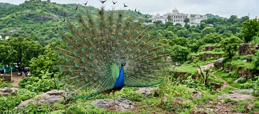 Peacock displaying its tail feathers on a wooded hillside