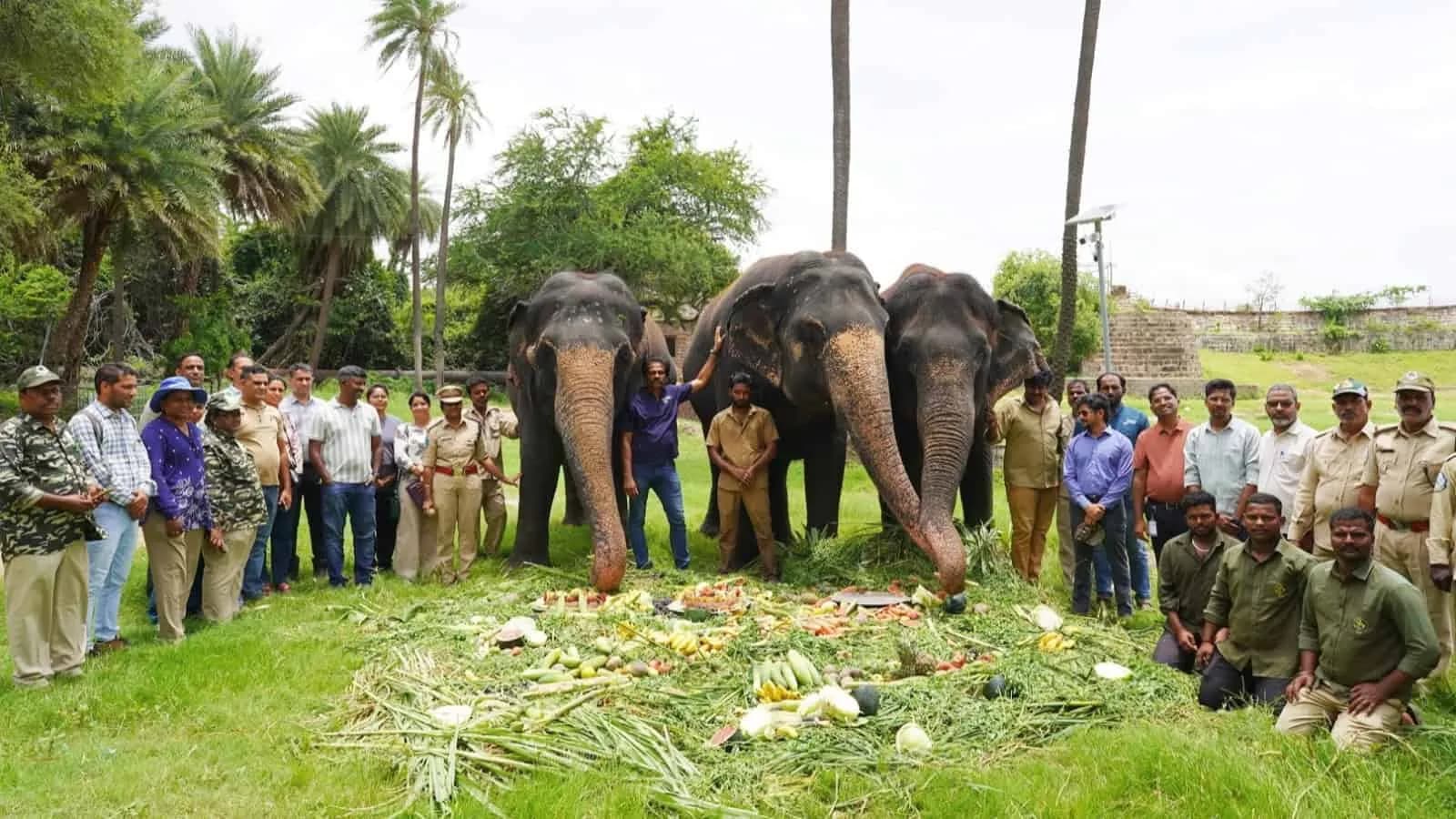 Group posed with two elephants on grass
