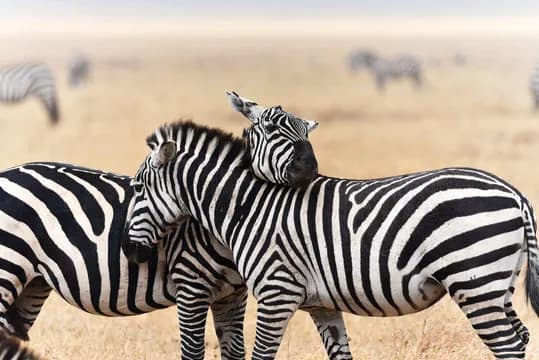 Two zebras standing together on open grassland