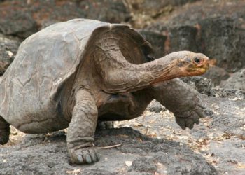 Galapagos Tortoise