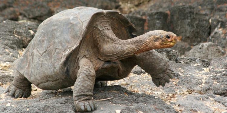 Galapagos Tortoise