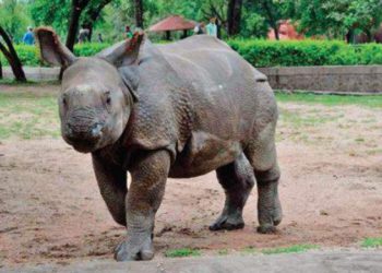 Hyd_zoo