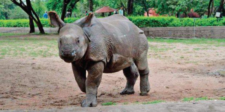 Hyd_zoo