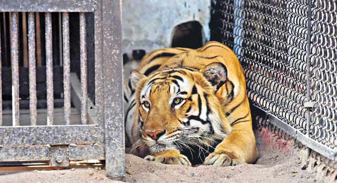 Tiger-1
