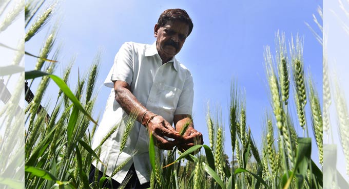 This Hyderabad farmer has won a patent for Vitamin D-enriched rice and wheat