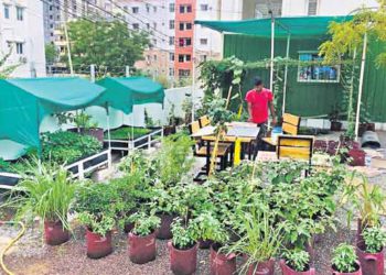 Hyderabad-based Home crop promoting ‘Urban Farming’
