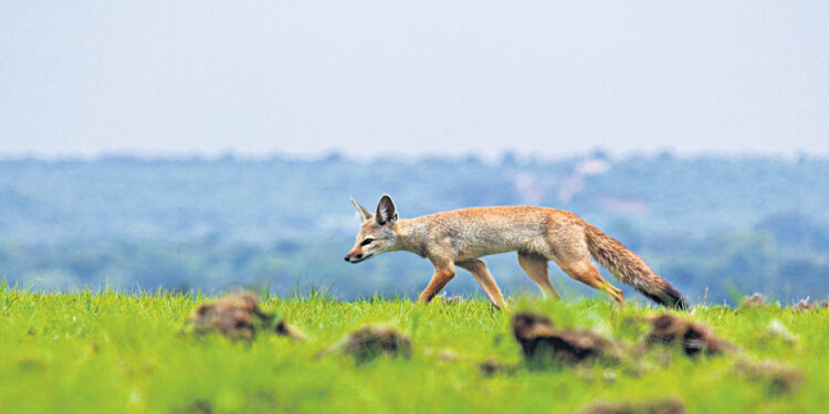 Young photographers join hands to create awareness on Telangana’s grasslands