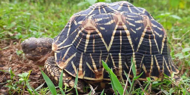 OU research report proves Telangana is home to rich diversity of amphibians and reptiles