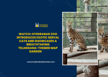 Watch: Hyderabad Zoo introduces exotic Serval cats and showcases a breathtaking Telangana-themed map garden