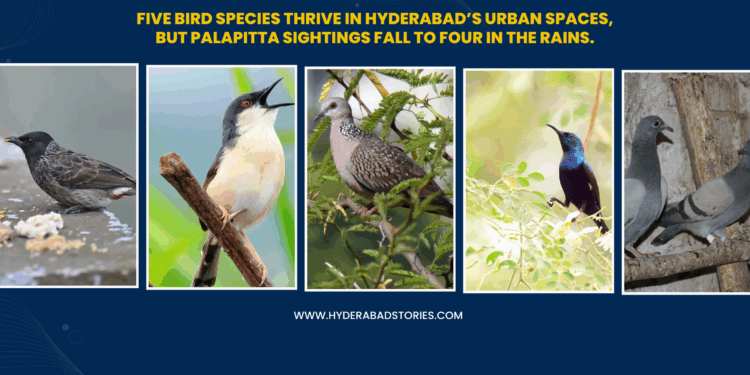 Survey reveals five bird species thriving in Hyderabad’s urban spaces, but ‘palapitta’ sightings drop to just four during the rains.