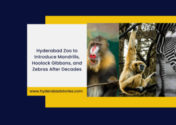 Hyderabad Zoo to Introduce Mandrills, Hoolock Gibbons, and Zebras After Decades