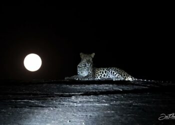 Leapord Full moon Photo