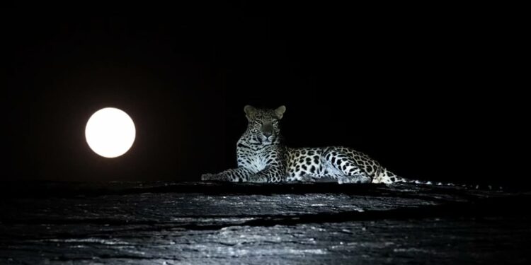 Leapord Full moon Photo