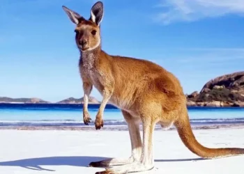 Kangaroos set to thrill Hyderabad Zoo visitors soon.