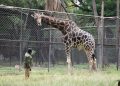 A Tall Celebration: Hyderabad’s Nehru Zoological Park Marks World Giraffe Day with a Feast for Bunny