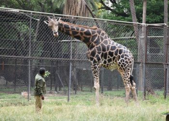 A Tall Celebration: Hyderabad’s Nehru Zoological Park Marks World Giraffe Day with a Feast for Bunny