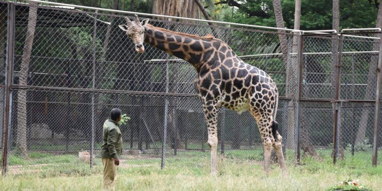 A Tall Celebration: Hyderabad’s Nehru Zoological Park Marks World Giraffe Day with a Feast for Bunny