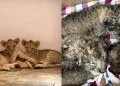 The Ultimate Baby Boom: Hyderabad Zoo Welcomes Over 50 Cutest New Residents!