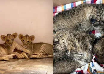 The Ultimate Baby Boom: Hyderabad Zoo Welcomes Over 50 Cutest New Residents!