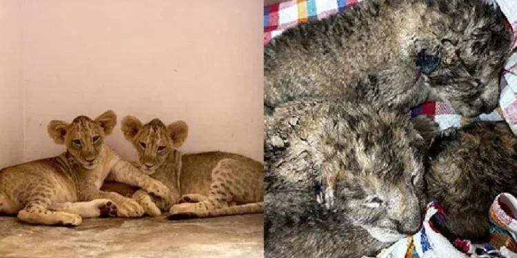 The Ultimate Baby Boom: Hyderabad Zoo Welcomes Over 50 Cutest New Residents!