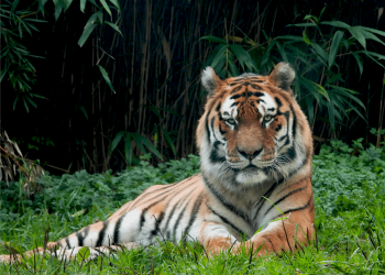 How Hyderabad Scientists are Rewriting the Rules of Zoo Animal Welfare