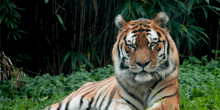 How Hyderabad Scientists are Rewriting the Rules of Zoo Animal Welfare